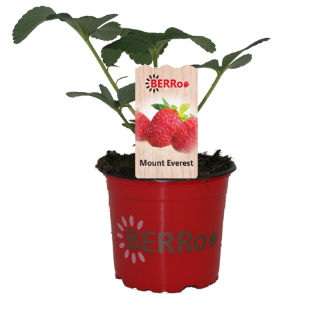 FRAGARIA MOUNT EVEREST P12 - afbeelding 1