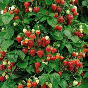 FRAGARIA MOUNT EVEREST P12 - afbeelding 2