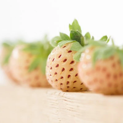 FRAGARIA PINEBERRY P12 - afbeelding 2