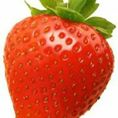 FRAGARIA SONATA P10,5