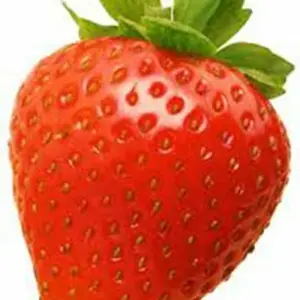 FRAGARIA SONATA P10,5