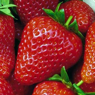 FRAGARIA SWEET ANN P10,5 - afbeelding 2