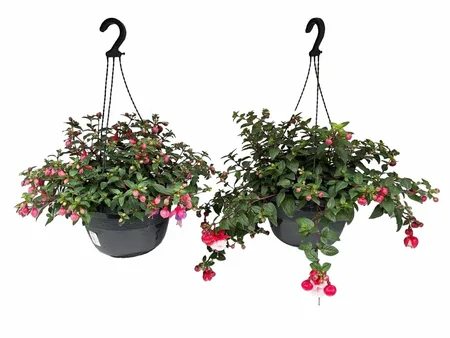 FUCHSIA HANG HP27