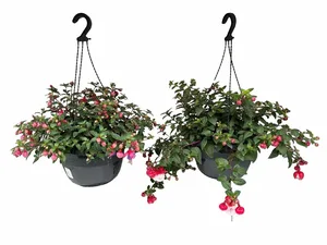 FUCHSIA HANG HP27
