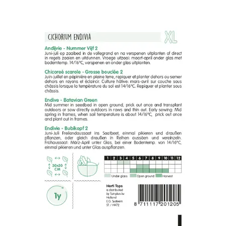 Andijvie 'Nummer Vijf 2' - afbeelding 2