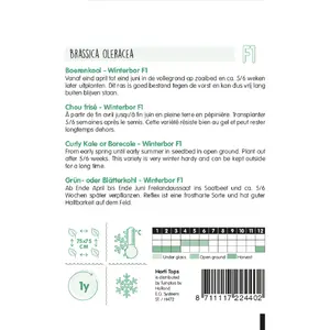 Boerenkool 'Reflex' F1 - afbeelding 2