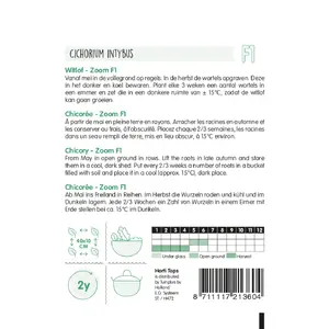 Brussels Witlof 'Zoom' F1 - afbeelding 2