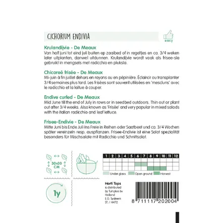 Krulandijvie 'De Meaux' - afbeelding 2