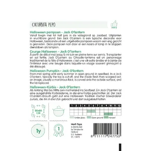 Pompoen 'Jack O'Lantern' - afbeelding 2
