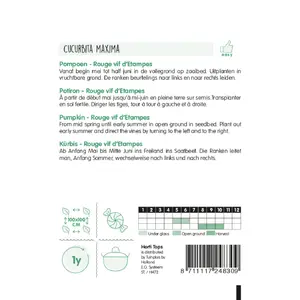 Pompoenen 'Rouge vif d'Etampes' - afbeelding 2