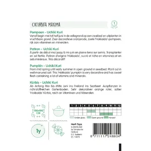 Pompoenen 'Uchiki Kuri' - afbeelding 2