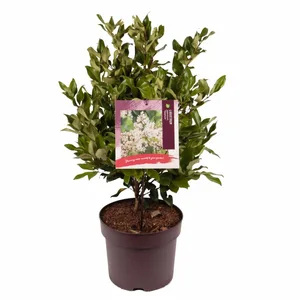 LIGUSTRUM J.TEXANUM C7.5
