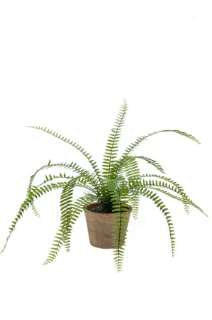 NEPHROLEPIS FERN BUSH 60CM IN TC PO