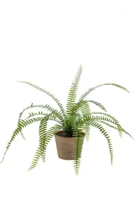 NEPHROLEPIS FERN BUSH 60CM IN TC PO
