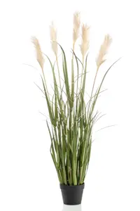 PAMPAS GRASS X5 130CM