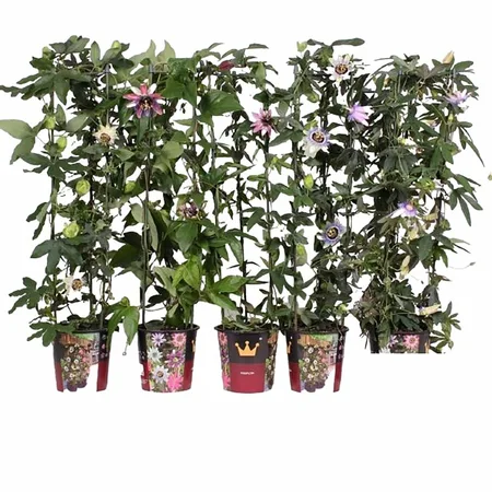 PASSIFLORA ZUIL 90-100 P19