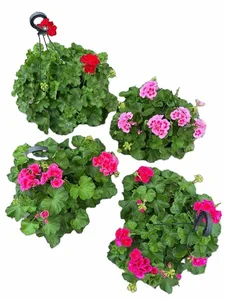 PELARGONIUM ASS HANGPOT 27CM