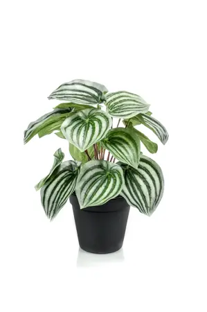 PEPEROMIA BUSH GREEN/GREY 25CM IN B