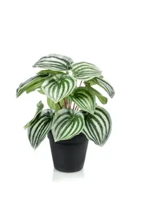 PEPEROMIA BUSH GREEN/GREY 25CM IN B