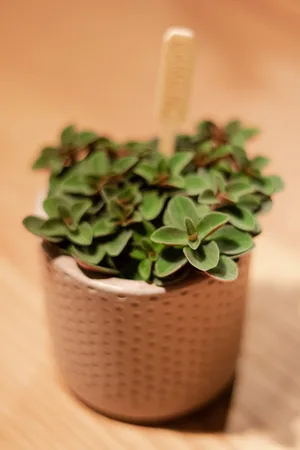 Pepomia Verticilata Red