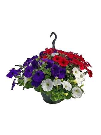 Petunia mix - Petunia - Potmaat 23 cm