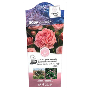 Roos 'Coral Dawn'®