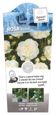 Roos 'Kristal' - afbeelding 1