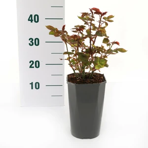 Roos 'Sunsilk' - afbeelding 2