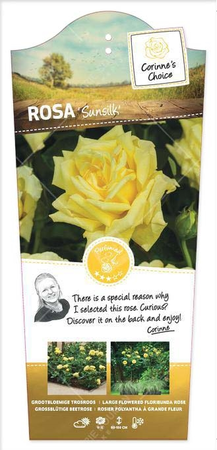 Roos 'Sunsilk' - afbeelding 1
