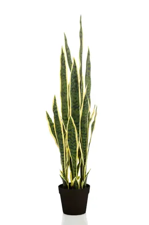SANSEVERIA GREEN/YELLOW 97CM IN BLA