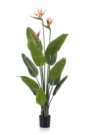 STRELITZIA TREE W 3 FLOWERS 120CM
