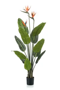 STRELITZIA TREE W 3 FLOWERS 120CM
