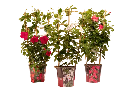 SUNDAVILLE/DIPLADENIA REK/BOOG DIV P19