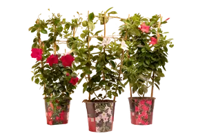 SUNDAVILLE/DIPLADENIA REK/BOOG DIV P19