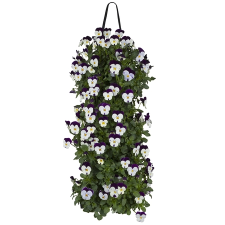 VIOLEN IN WANDHANGER - afbeelding 2