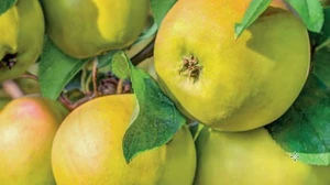 WONDER TREE GLORY OF KAPELLE - afbeelding 2