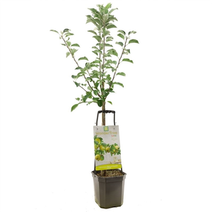 WONDER TREE GLORY OF KAPELLE