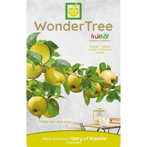 WONDER TREE GLORY OF KAPELLE - afbeelding 3